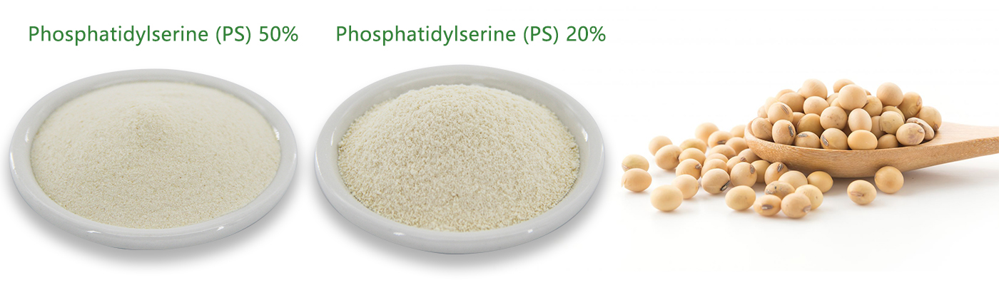 Phosphatidylserine (PS) Powder