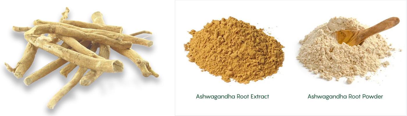 Ashwagandha Root Extract Powder